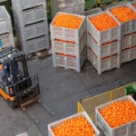 El próximo comisario de Comercio de la UE se compromete a que que no se importarán cítricos sudafricanos que vengan con plagas