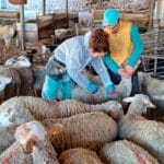 La lengua azul persiste en Extremadura: denuncian que “las ovejas están volviendo a recaer” y piden apoyo a las movilizaciones