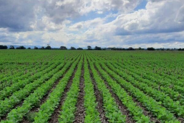 Soja “sustentable”: una tendencia de mercado que abre una oportunidad para generar valor