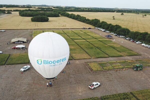 En Entre Ríos, el trigo cantó victoria con nuevas variedades tanto convencionales como HB4