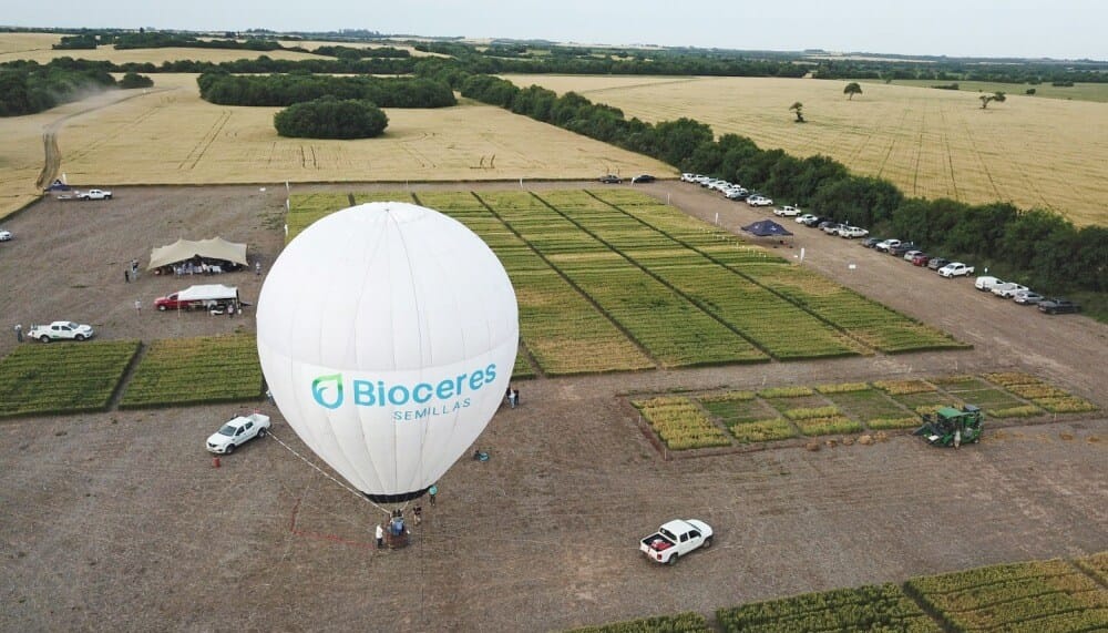 En Entre Ríos, el trigo cantó victoria con nuevas variedades tanto convencionales como HB4