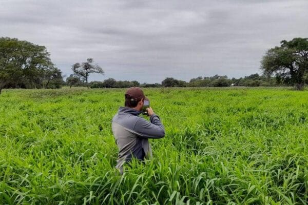 Forraje a partir de brachiarias: la clave del éxito parte desde la semilla Forraje a partir de brachiarias: la clave del éxito parte desde la semilla