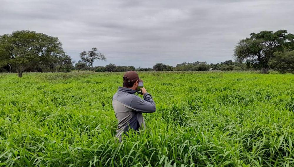 Forraje a partir de brachiarias: la clave del éxito parte desde la semilla