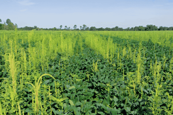 Amaranthus, la súper maleza: un estudio en toda América reveló una “alarmante” resistencia a herbicidas Amaranthus, la súper maleza: un estudio en toda América reveló una “alarmante” resistencia a herbicidas