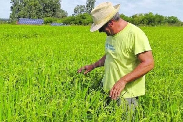 Santa Fe lanzó su Mesa Provincial del Arroz y presentó una nueva variedad