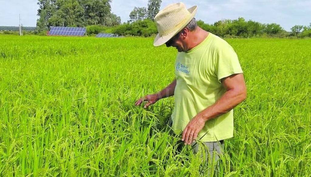 Santa Fe lanzó su Mesa Provincial del Arroz y presentó una nueva variedad