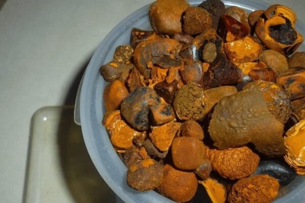 El “oro bovino” argentino viaja a China: se aprobó el protocolo de exportación de cálculos biliares