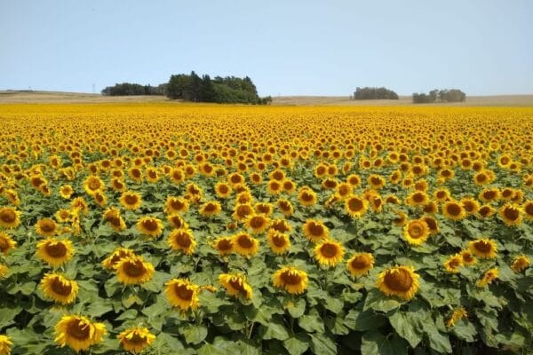 El buen momento del girasol: es el cultivo con mejor relación de precios para la compra de insumos El buen momento del girasol: es el cultivo con mejor relación de precios para la compra de insumos