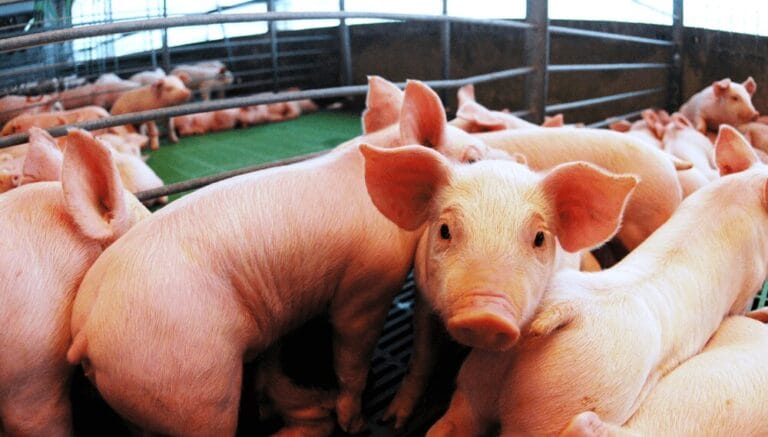 De la granja a la industria, la cadena porcina ya puede calcular su huella de carbono