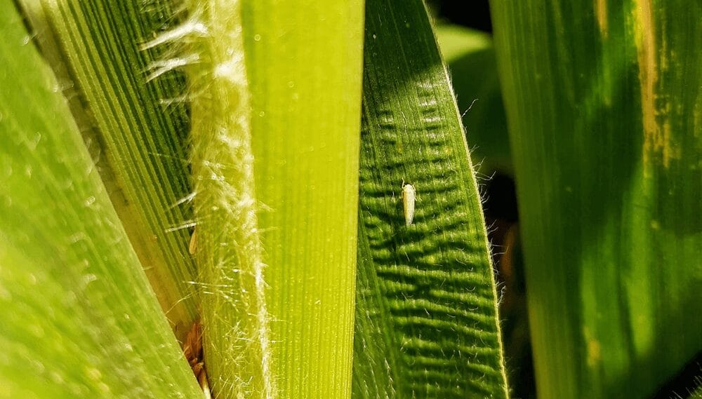 A seguir monitoreando: los maíces tempranos ahora son el foco para no darle lugar a la chicharrita