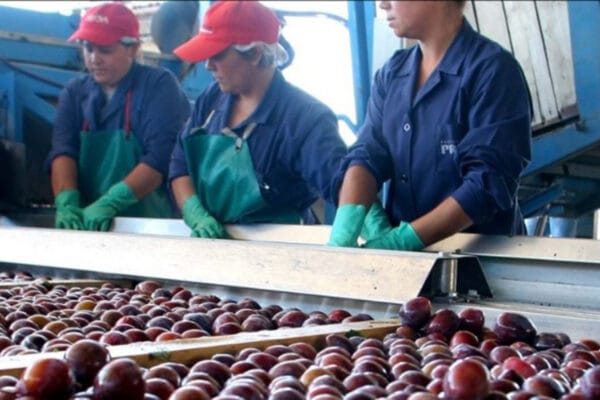 Mendoza vive el Congreso Mundial de Ciruelas: un cultivo que da frutos en las exportaciones Mendoza vive el Congreso Mundial de Ciruelas: un cultivo que da frutos en las exportaciones