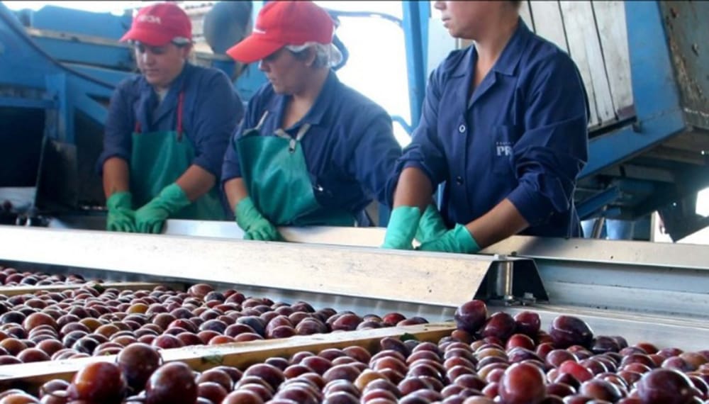 Mendoza vive el Congreso Mundial de Ciruelas: un cultivo que da frutos en las exportaciones