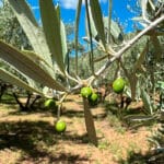 El coste de la producción de un kilo de aceite de oliva varía de los 2,81 euros del olivar en seto de regadío a los 4,61 euros en montaña