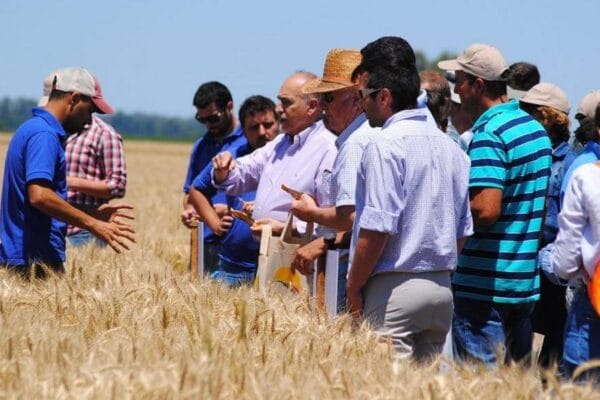 En Chacabuco, tres estaciones para subirse al tren de desarrollo del trigo
