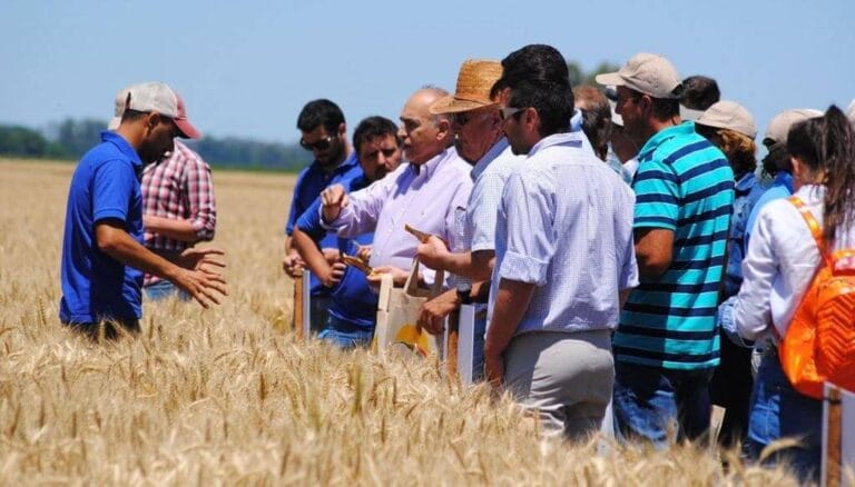 En Chacabuco, tres estaciones para subirse al tren de desarrollo del trigo