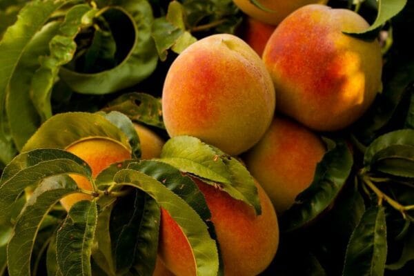 La genética del sabor: cómo la biotecnología transforma la producción de duraznos