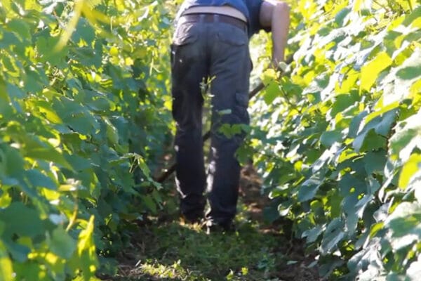 El vino argentino se apalanca en el desarrollo del ‘terroir’: “Es más competitividad para los productores” El vino argentino se apalanca en el desarrollo del ‘terroir’: “Es más competitividad para los productores”