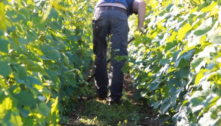 El vino argentino se apalanca en el desarrollo del ‘terroir’: “Es más competitividad para los productores”