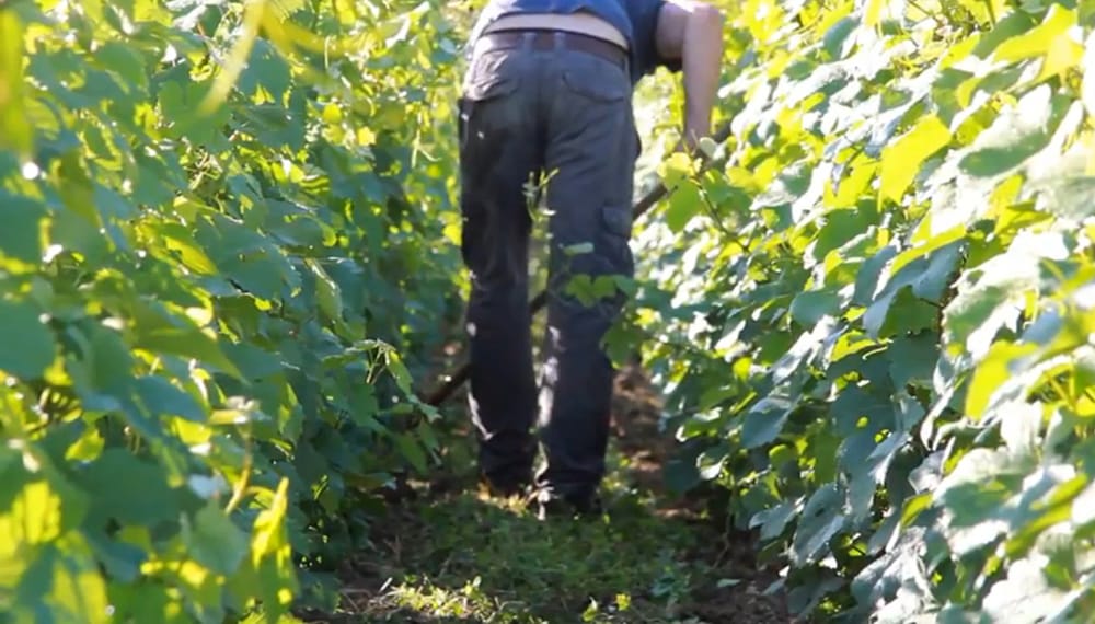 El vino argentino se apalanca en el desarrollo del ‘terroir’: “Es más competitividad para los productores”