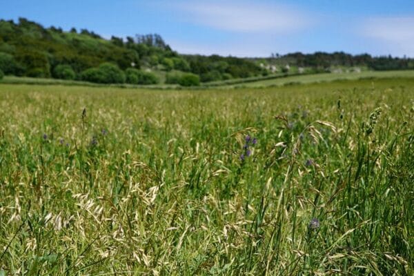En el sudeste bonaerense, la fertilización con fósforo engorda y mejora la calidad del forraje