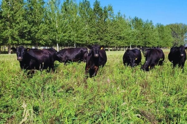 Desafío Forrajero: la leguminosa perenne que superó a la alfalfa en el sur bonaerense