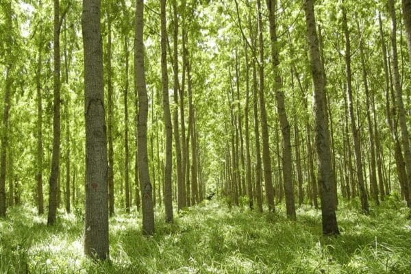 La madera construye crecimiento con las exportaciones y busca incentivos para más inversiones La madera construye crecimiento con las exportaciones y busca incentivos para más inversiones