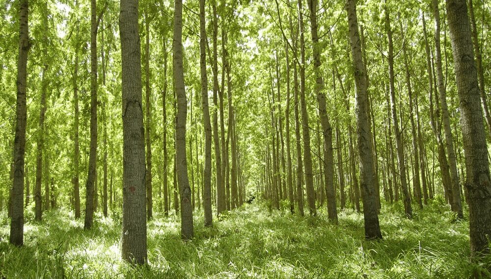 La madera construye crecimiento con las exportaciones y busca incentivos para más inversiones