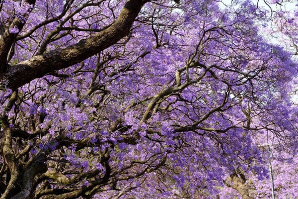 Árbol Jacaranda vuelve a teñir de violeta las calles y hogares del país