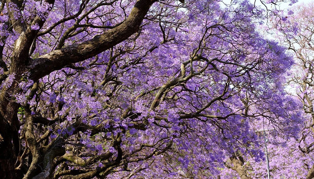 Árbol Jacaranda vuelve a teñir de violeta las calles y hogares del país