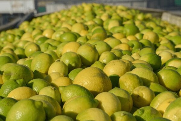 Nuevos mercados: Ecuador abre sus fronteras a más productos agroindustriales argentinos