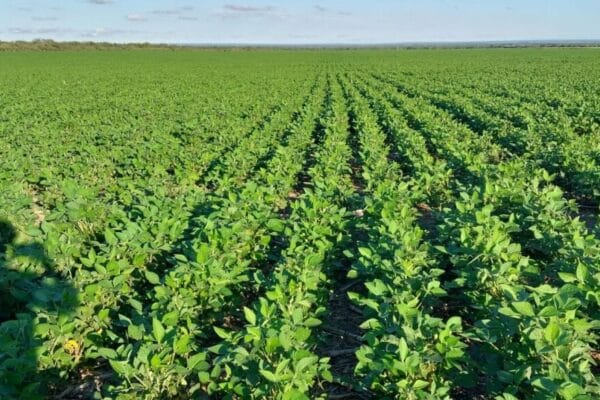 Un planteo innovador: la coinoculación en soja eleva los rindes hasta un 5%