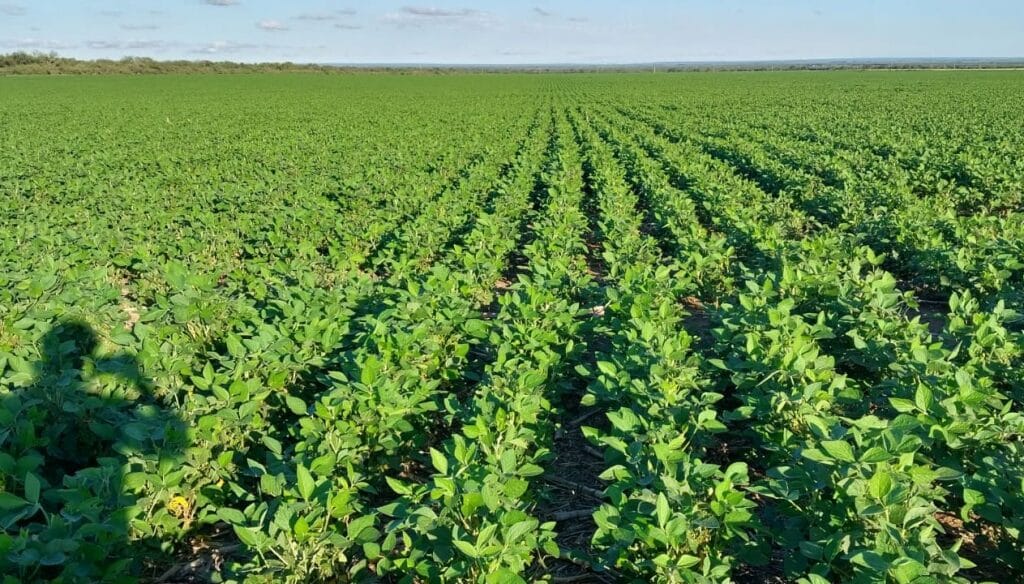 Un planteo innovador: la coinoculación en soja eleva los rindes hasta un 5%