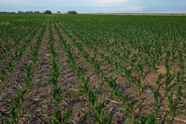 El dilema del maíz tardío: le juegan a favor las pocas chicharritas, pero muy en contra los márgenes