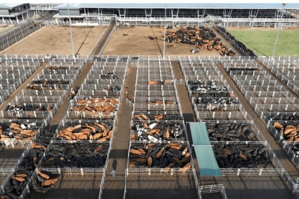 ¿Comenzó la recomposición de precios de la hacienda?: el consumo subió 10% en Cañuelas ¿Comenzó la recomposición de precios de la hacienda?: el consumo subió 10% en Cañuelas