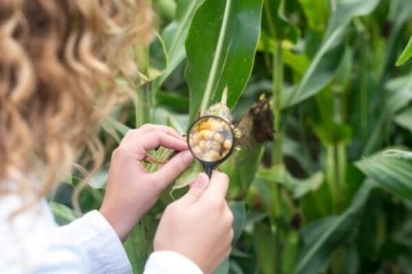 Control de la chicharrita del maíz: evitar aplicaciones preventivas y preservar los controladores naturales Control de la chicharrita del maíz: evitar aplicaciones preventivas y preservar los controladores naturales