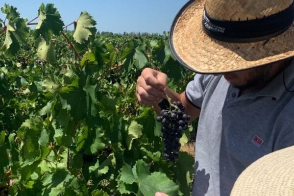 En Mendoza, una bodega y el INTA maridaron una alianza que busca poner en valor a las uvas “criollas”