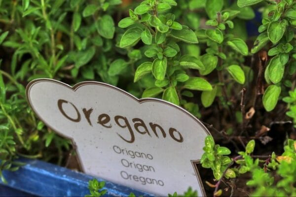 Cómo cultivar orégano y tomillo en casa Cómo cultivar orégano y tomillo en casa