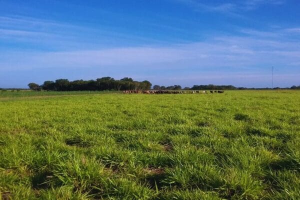 Pasturas: desde Formosa dan las pautas para elegir las mejores para cada ambiente