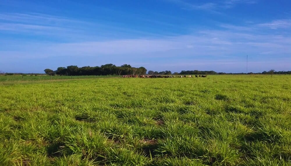 Pasturas: desde Formosa dan las pautas para elegir las mejores para cada ambiente