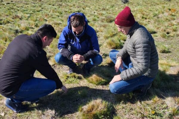 En Tierra del Fuego también sufren por las malezas: buscan un “manejo ideal” para frenar a la Pilosela En Tierra del Fuego también sufren por las malezas: buscan un “manejo ideal” para frenar a la Pilosela