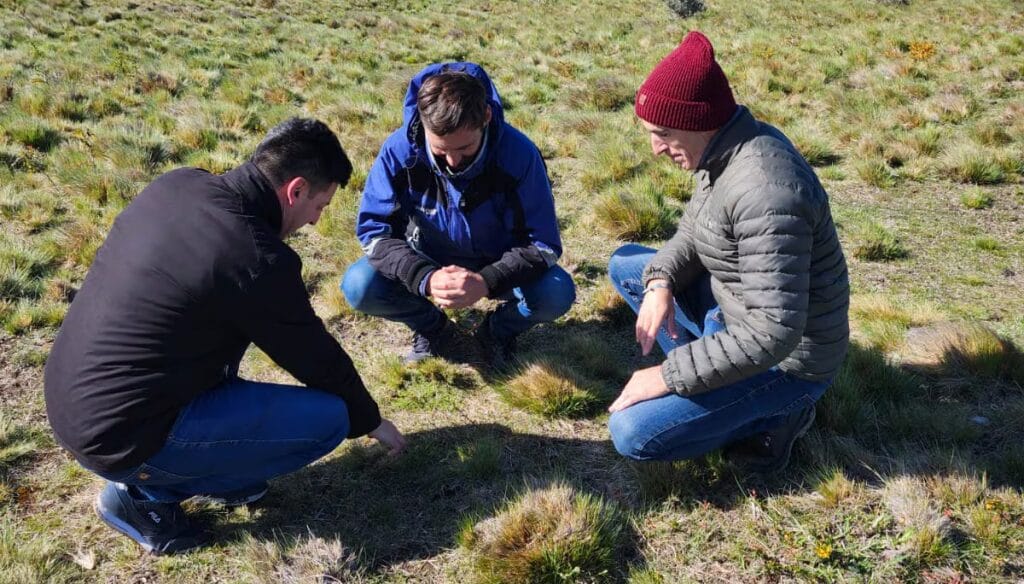En Tierra del Fuego también sufren por las malezas: buscan un “manejo ideal” para frenar a la Pilosela