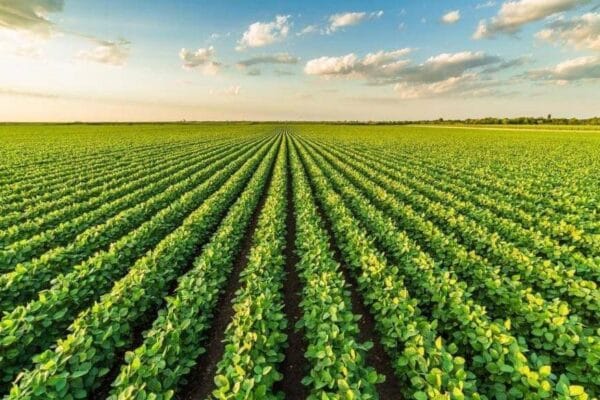 Un “frondoso” aporte de nutrientes para que la soja gane en cantidad y calidad Un “frondoso” aporte de nutrientes para que la soja gane en cantidad y calidad