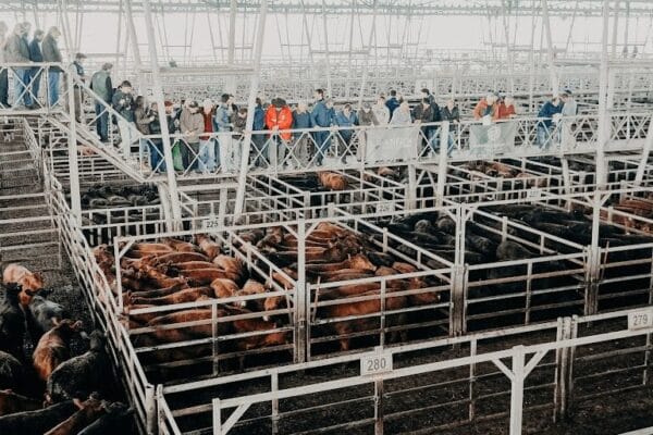 En la recta final de 2024, el precio de la hacienda sigue sin mostrar signos de reactivación