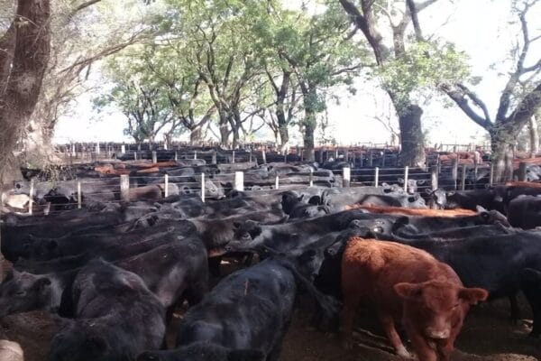 La hacienda busca un nuevo punto de equilibrio, con subas que llegan a los mostradores