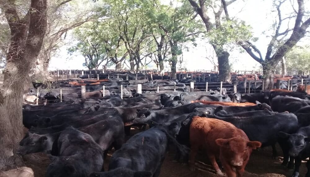 La hacienda busca un nuevo punto de equilibrio, con subas que llegan a los mostradores