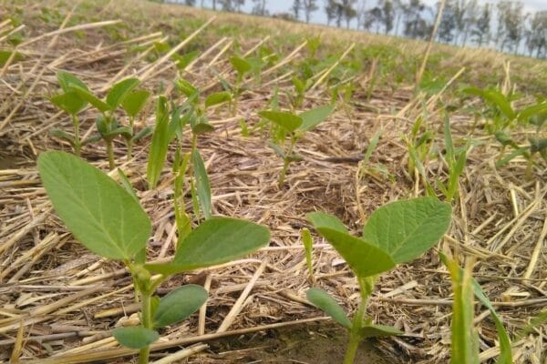 La soja ya emerge en la zona núcleo y se confirman los problemas de calidad en las semillas La soja ya emerge en la zona núcleo y se confirman los problemas de calidad en las semillas