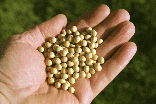 Preocupa calidad de semillas para la gruesa y la cadena hizo recomendaciones para la siembra de soja