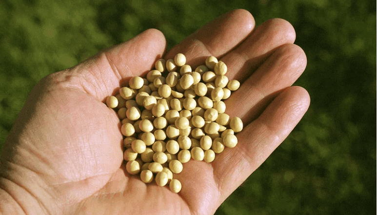 Preocupa calidad de semillas para la gruesa y la cadena hizo recomendaciones para la siembra de soja