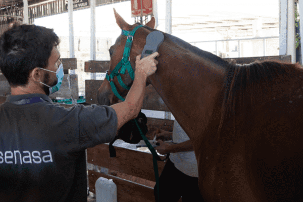 Exportaciones al galope: Omán y Namibia, dos nuevos mercados para los caballos argentinos