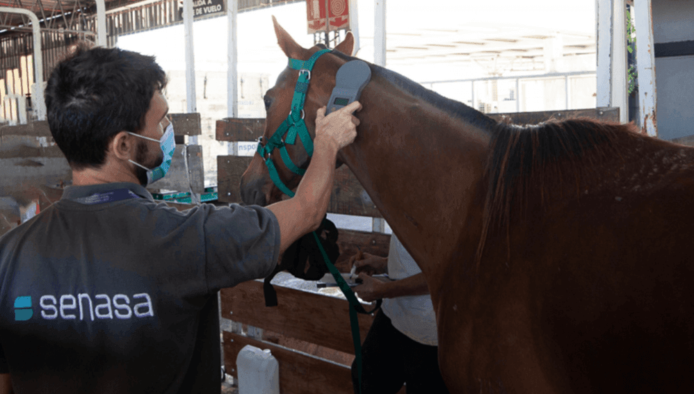 Exportaciones al galope: Omán y Namibia, dos nuevos mercados para los caballos argentinos